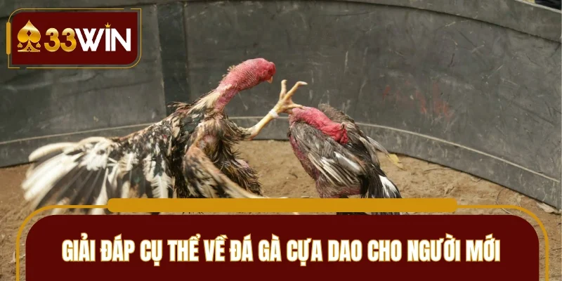 Giải đáp cụ thể về đá gà cựa dao cho người mới
